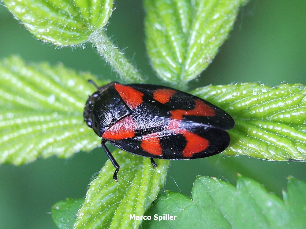 Cercopis vulnerata